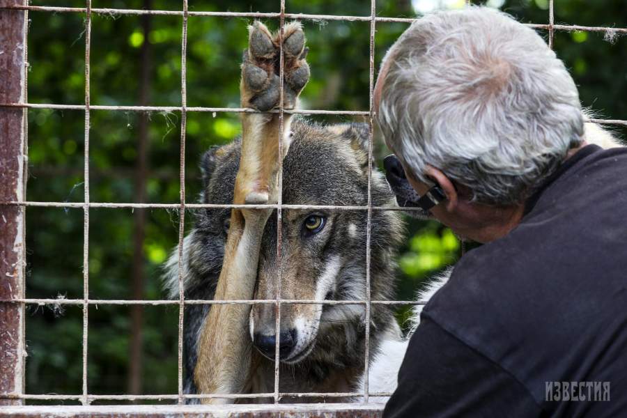 В Калужском центре реабилитации диких животных «Феникс» 