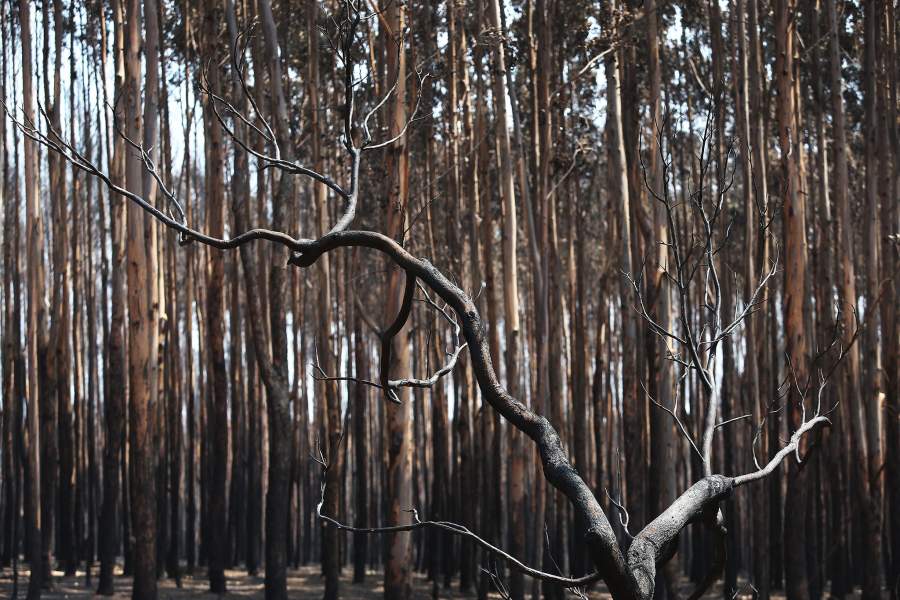 Лесные пожары в Австралии