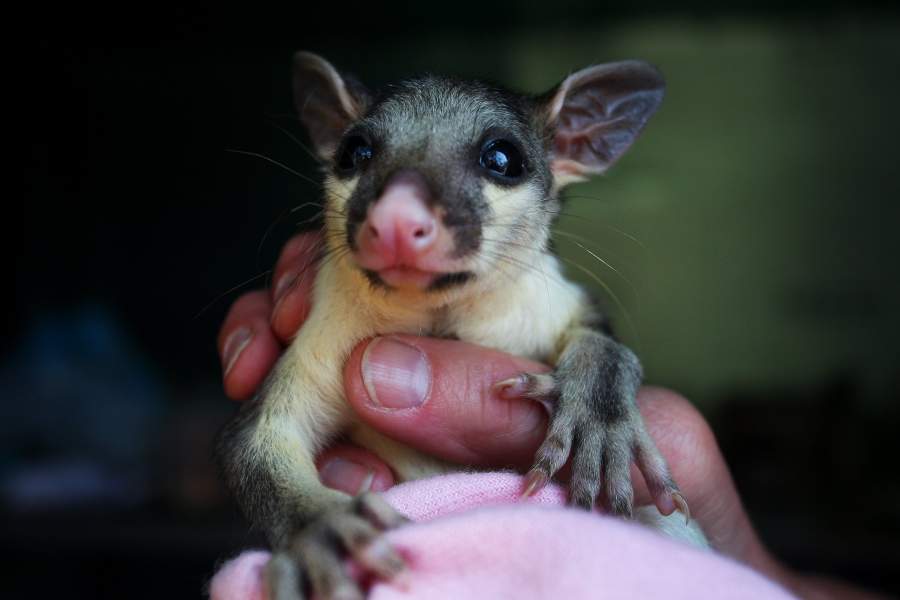 Лесные пожары в Австралии