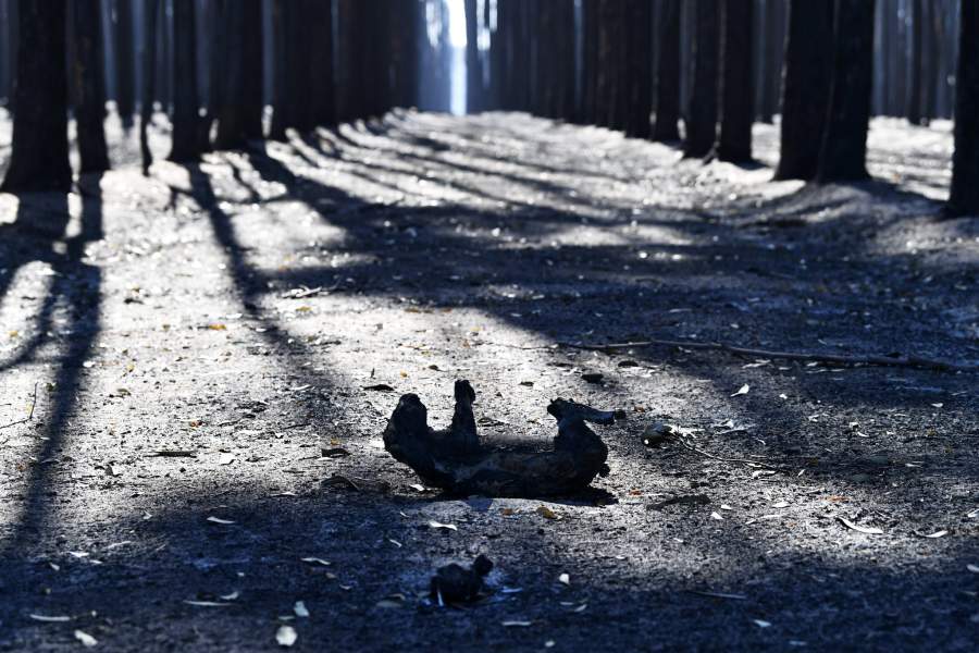 Лесные пожары в Австралии