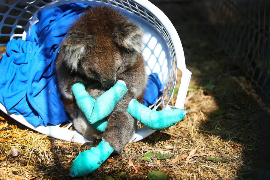 Лесные пожары в Австралии