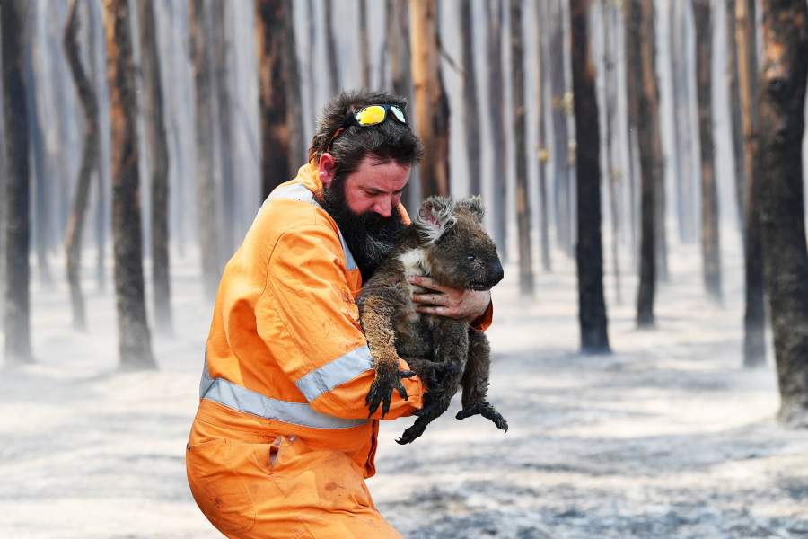 Лесные пожары в Австралии