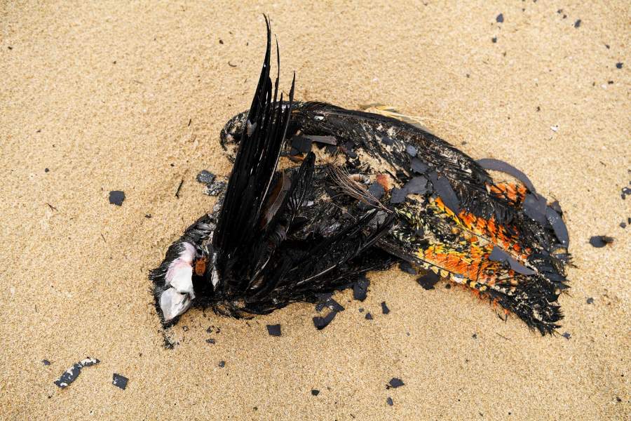 Лесные пожары в Австралии