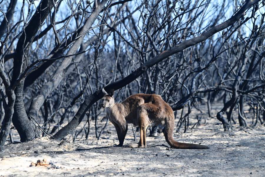 Лесные пожары в Австралии