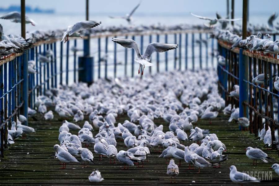 Чайки на причале в городе Сухуми, Абхазия