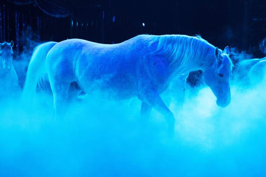 Международный цирковой фестиваль в Монте-Карло