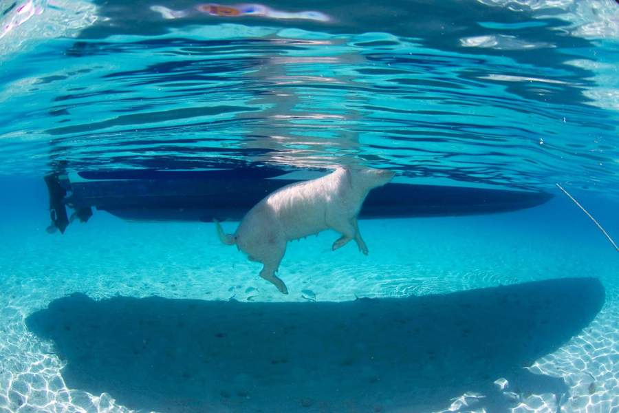 Остров свиней на Багамах