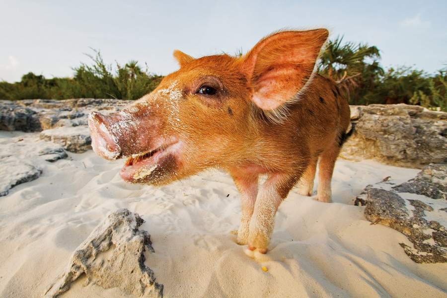 Остров свиней на Багамах