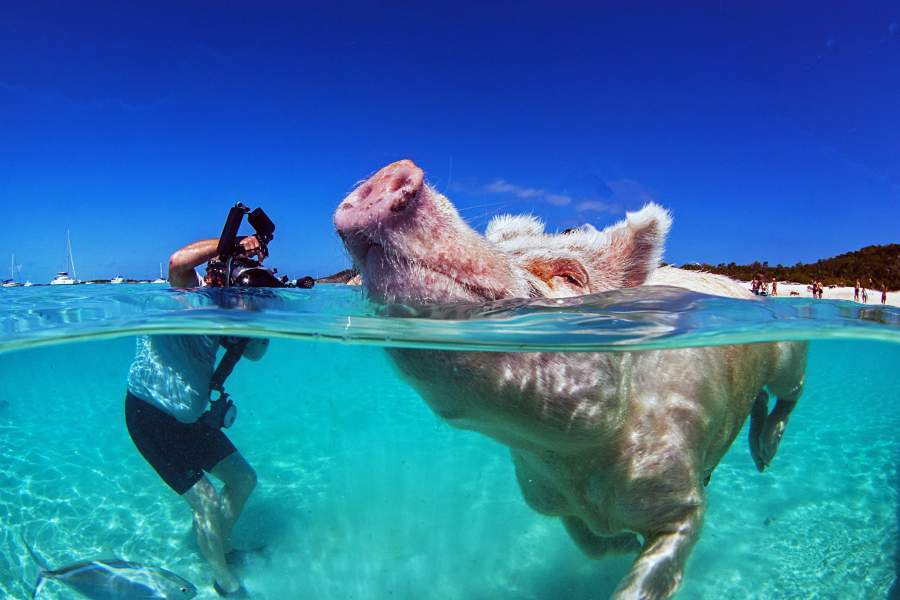 Остров свиней на Багамах