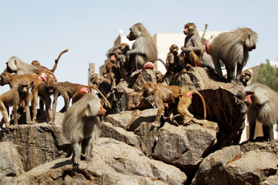 Зоопарк в Йемене