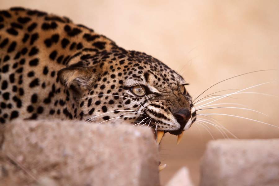 Зоопарк в Йемене