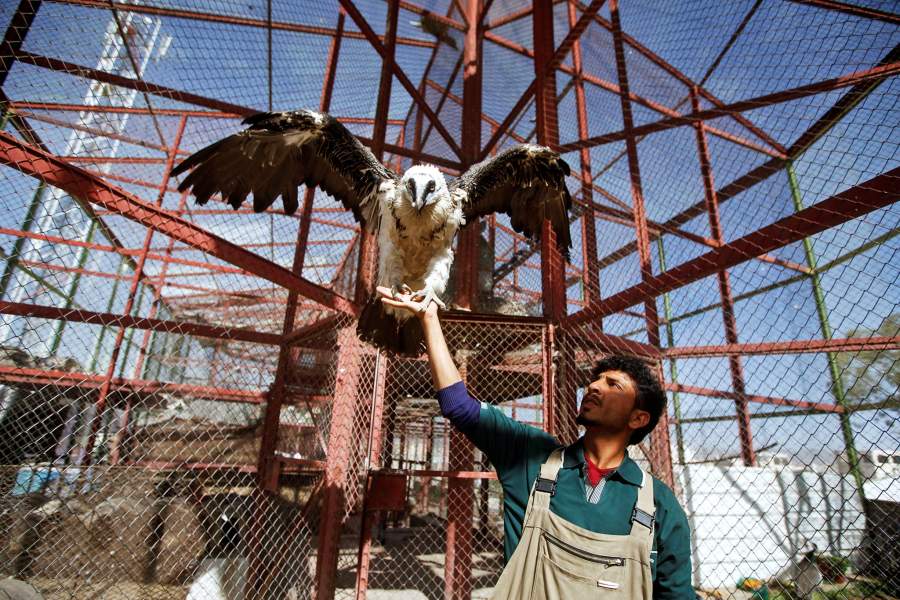 Зоопарк в Йемене