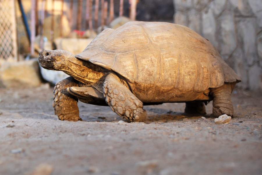 Зоопарк в Йемене