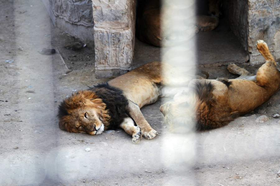 Зоопарк в Йемене
