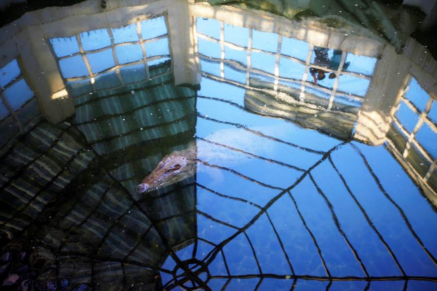 Зоопарк в Йемене