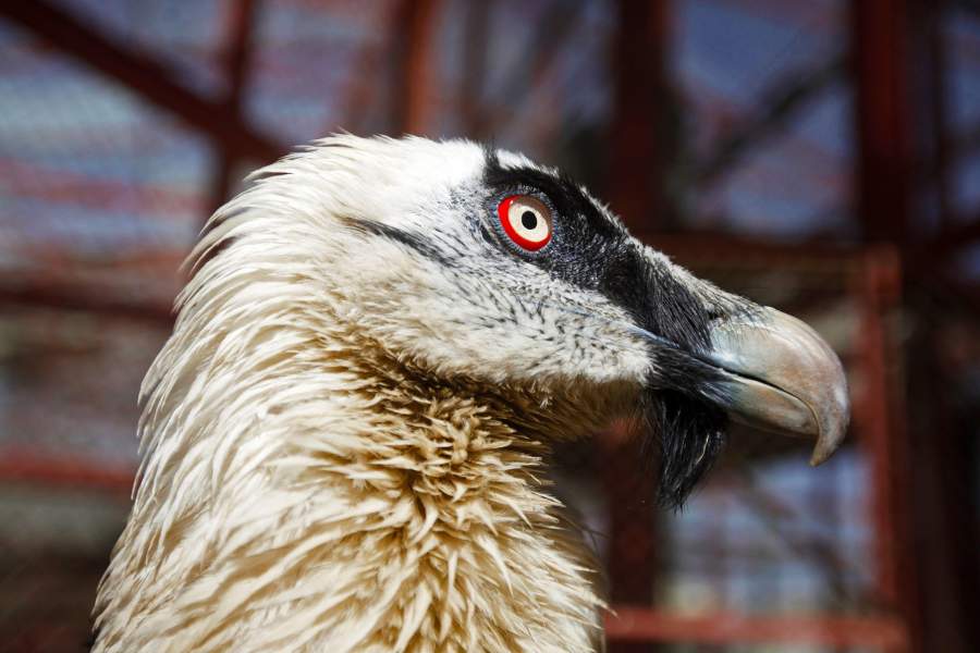 Зоопарк в Йемене