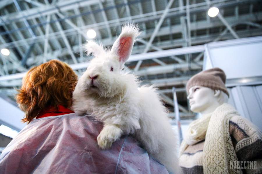 Ангорский кролик на Международной выставке «Агрофарм-2020» на ВДНХ в Москве