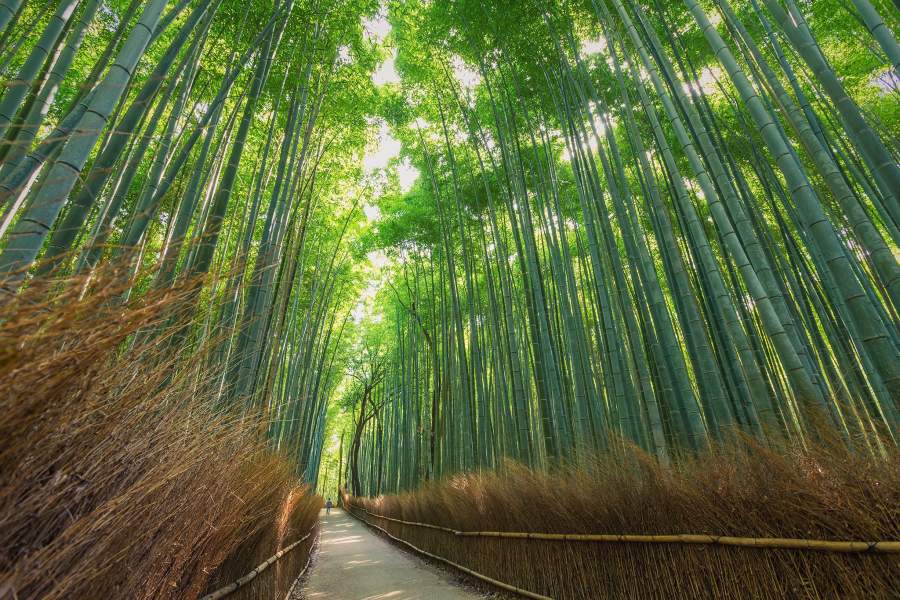 Бамбуковый лес