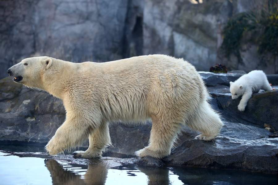 Белый медведь с медвежонком