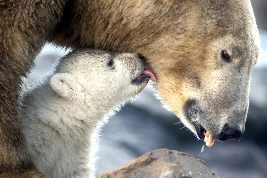 Белый медведь с медвежонком