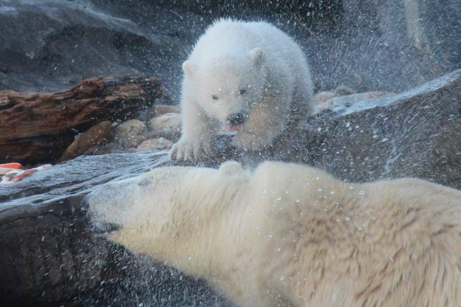 Белый медведь с медвежонком