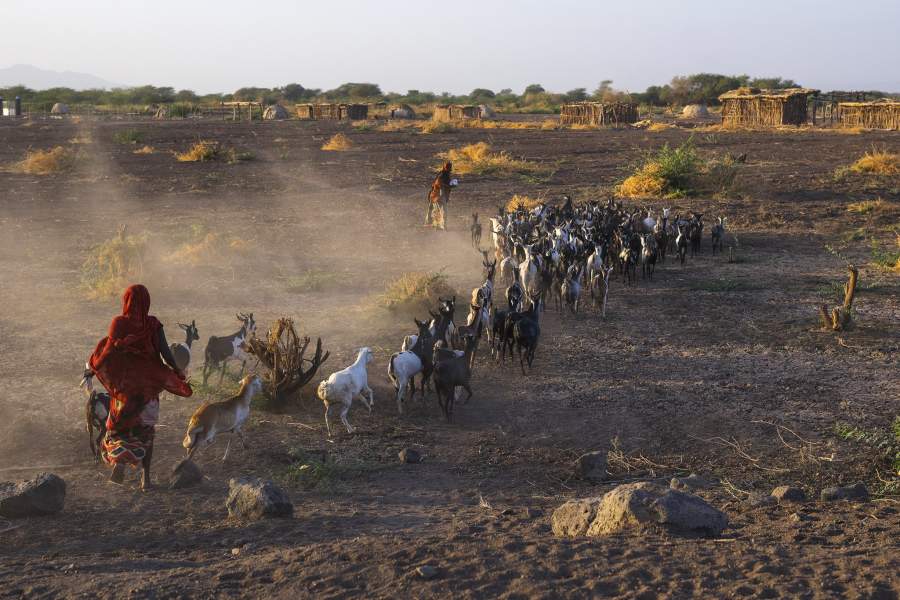 Народ афар (Эфиопия)