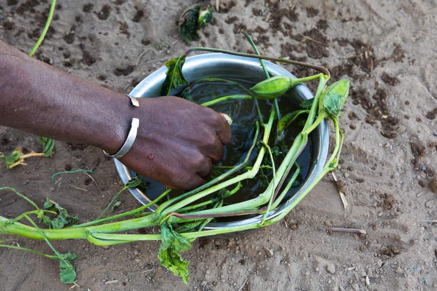 Народ афар (Эфиопия)