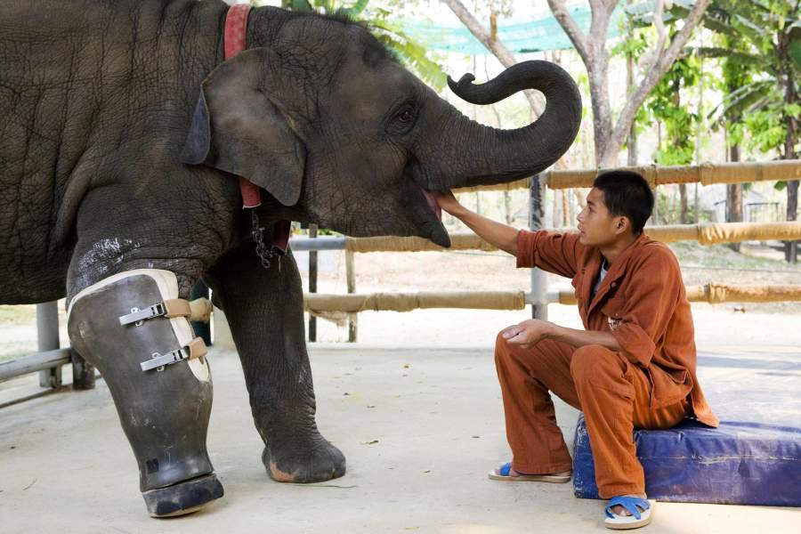 Национальный день тайского слона