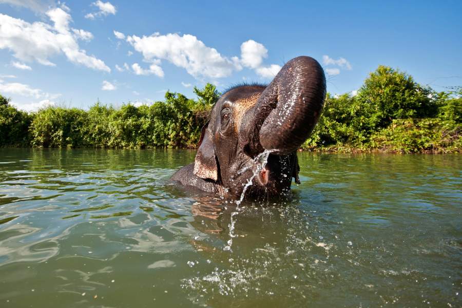 Национальный день тайского слона