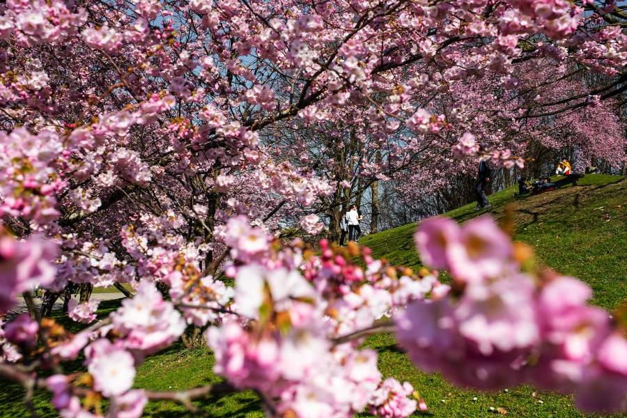 Цветение вишни