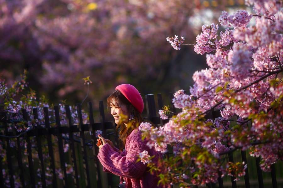 Цветение вишни