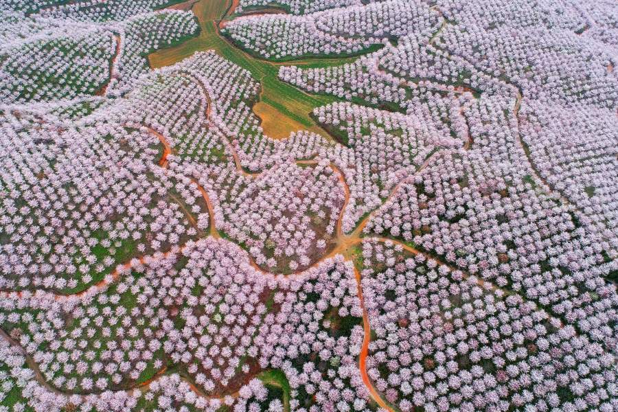 Цветение вишни