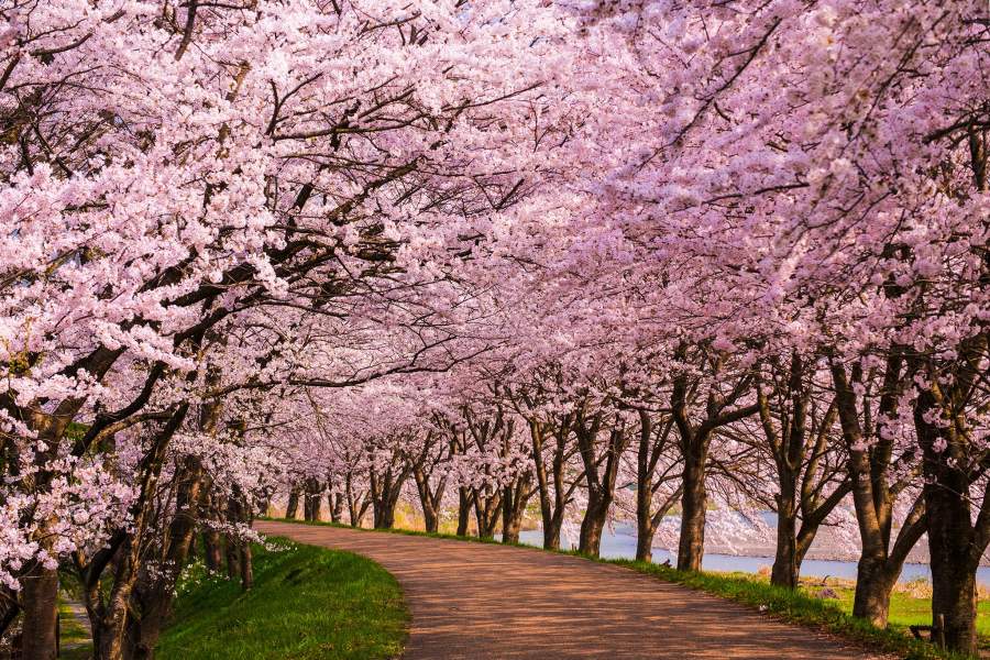 Цветение вишни