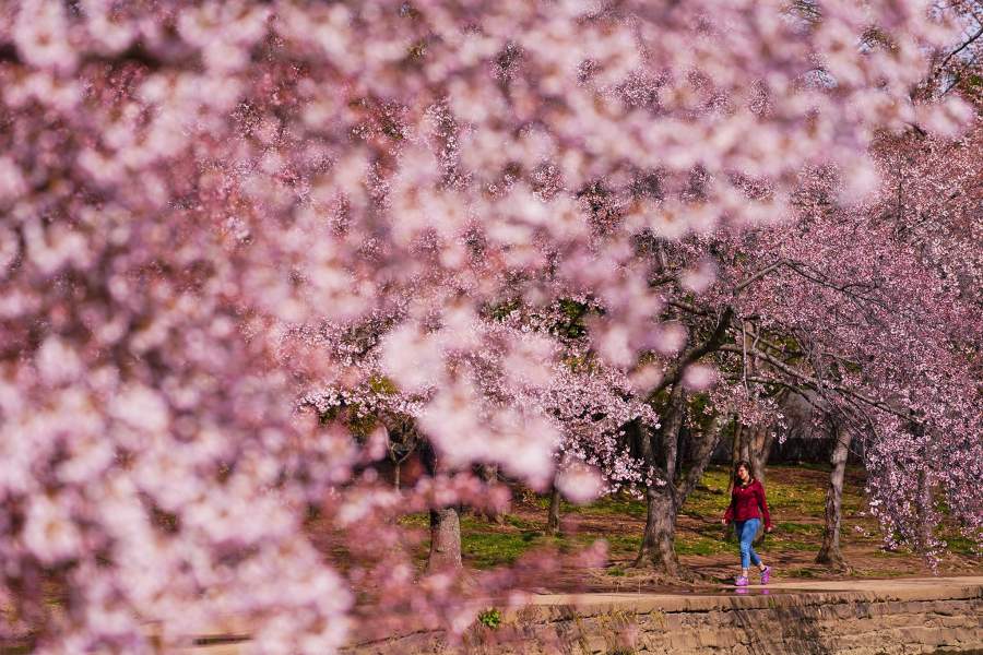 Цветение вишни
