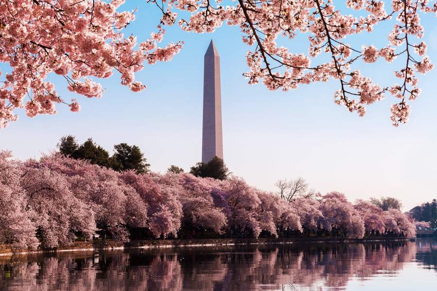 Цветение вишни