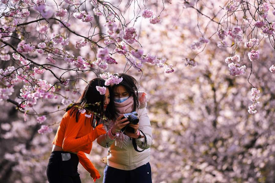 Цветение вишни