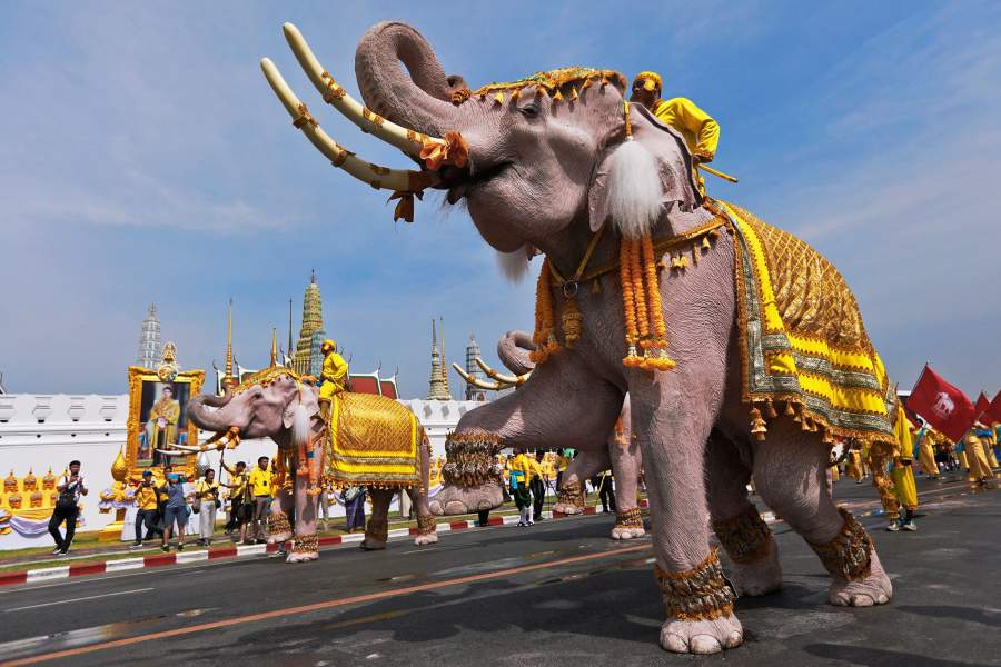 Национальный день тайского слона