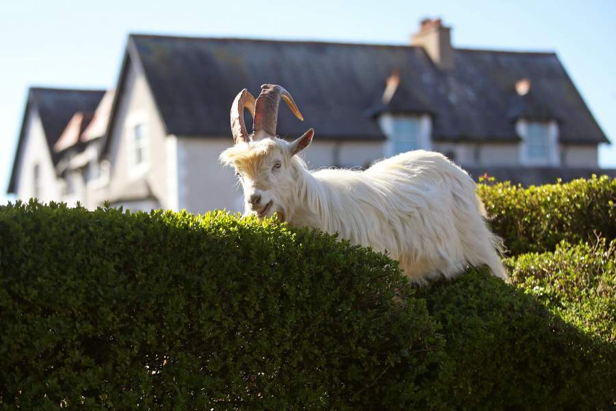 Животные в городах на карантине