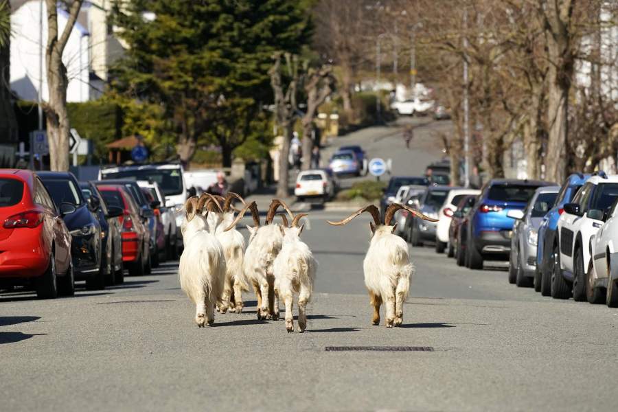 Животные в городах на карантине