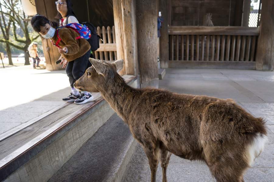Животные в городах на карантине