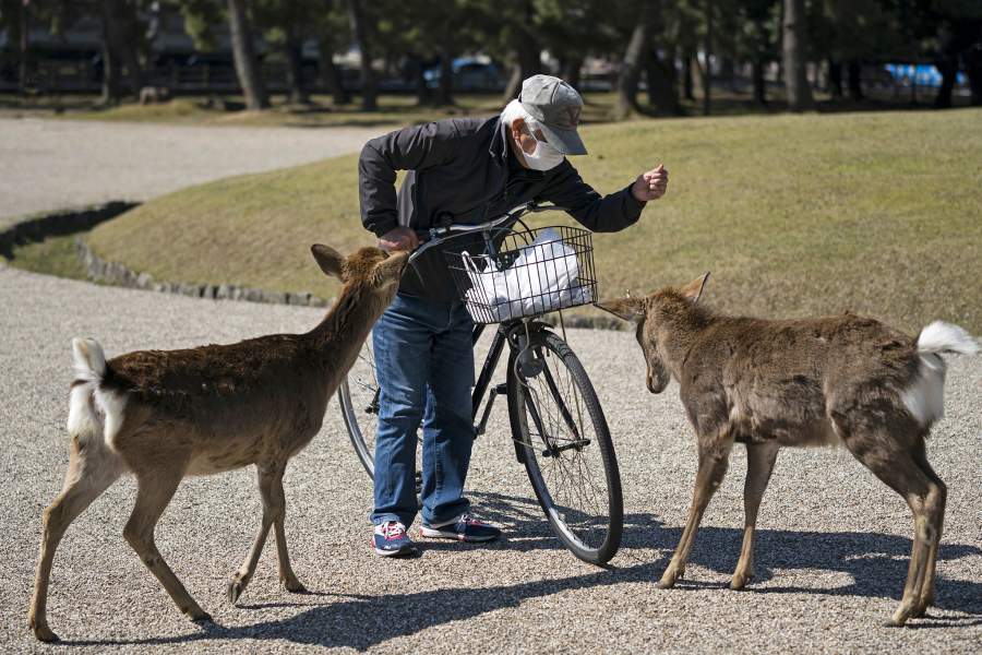 Животные в городах на карантине