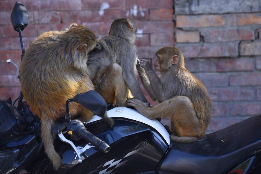 Животные в городах на карантине