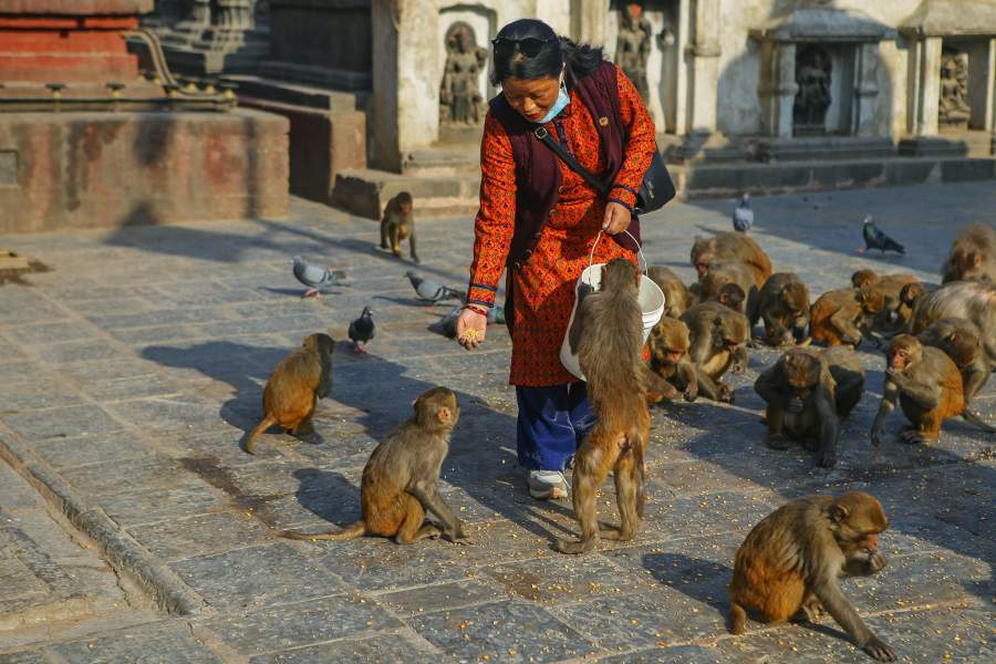 Животные в городах на карантине