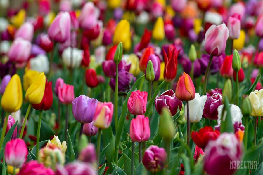 Парад тюльпанов в Никитском ботаническом саду (Ялта)