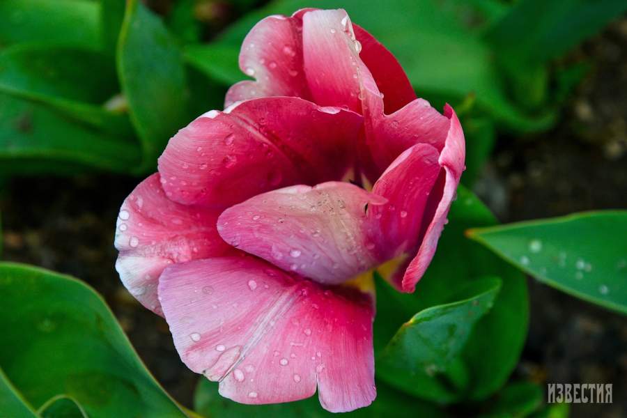 Парад тюльпанов в Никитском ботаническом саду (Ялта)