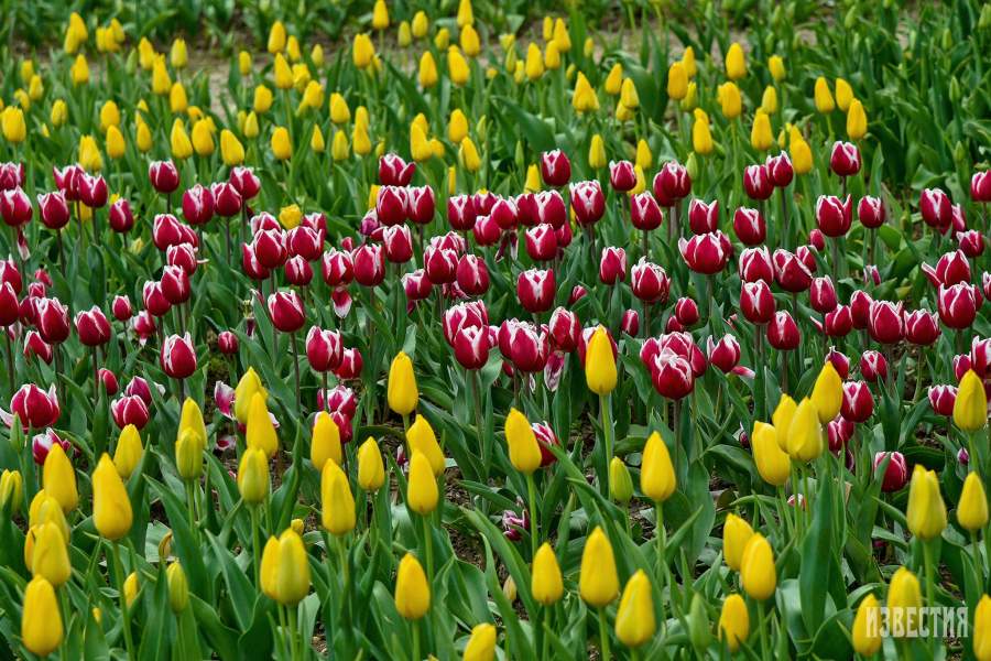 Парад тюльпанов в Никитском ботаническом саду (Ялта)