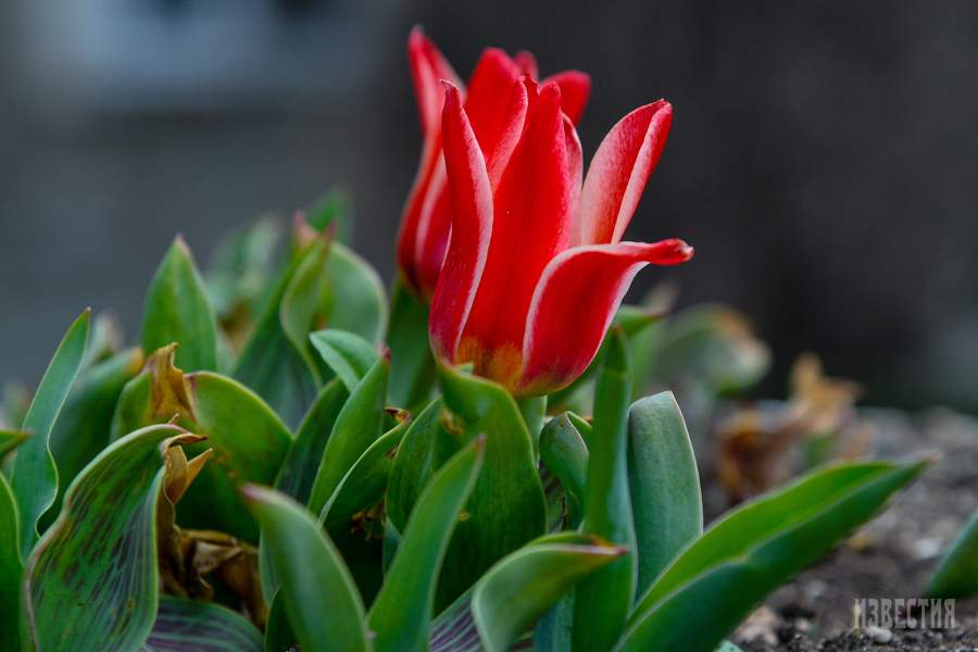 Парад тюльпанов в Никитском ботаническом саду (Ялта)