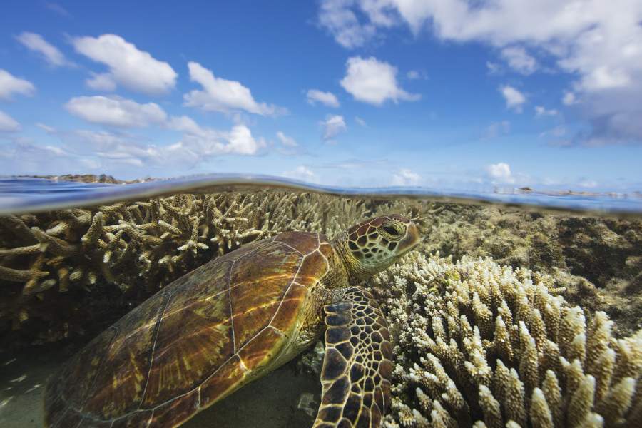 Подводный мир