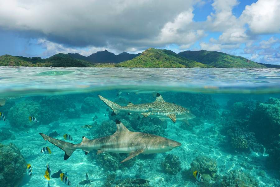 Подводный мир