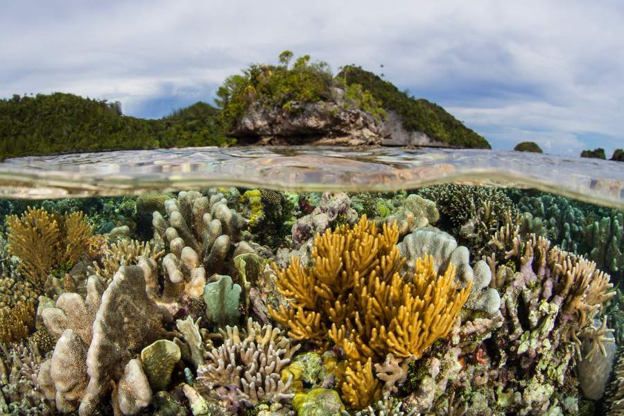 Подводный мир